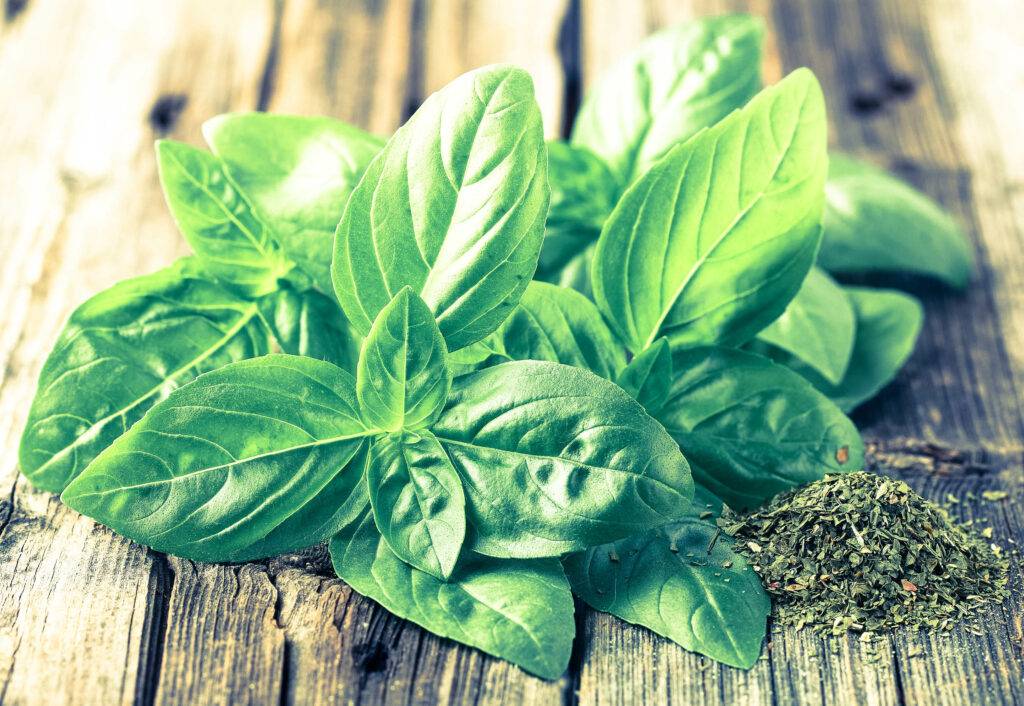 Базилик: польза и вред для здоровья, применение | здоровье и красота