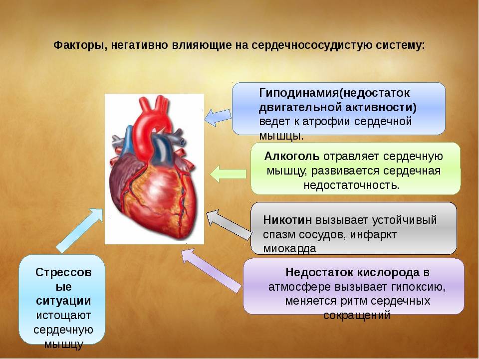 Болезни сердечно сосудистых органов. Заболевания сердечно-сосудистой системы. Что влияет на сердечно сосудистую систему. Влияние гиподинамии на сердечно-сосудистую систему. Факторы негативно влияющие на сердечно-сосудистую систему.