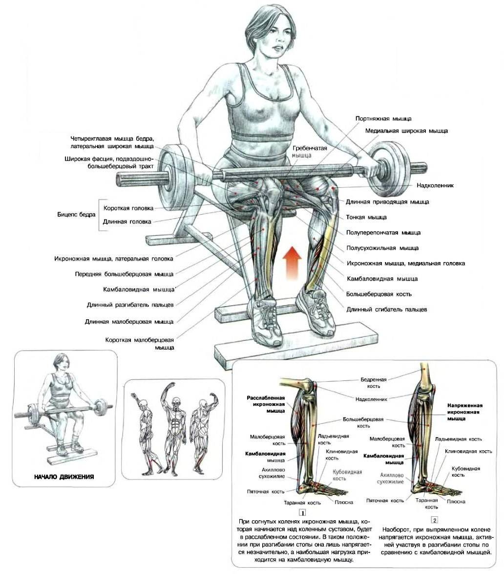 Подъем на носки стоя