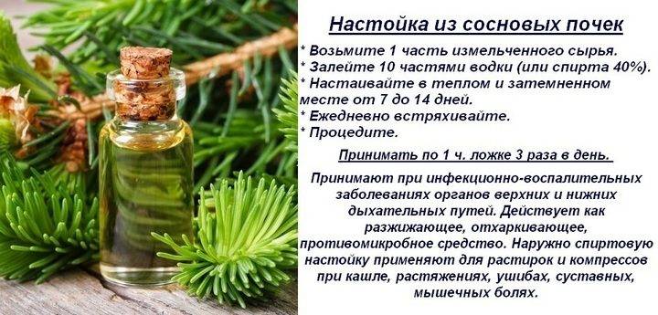 Настойка из сосновых шишек свойства рецепты и применение