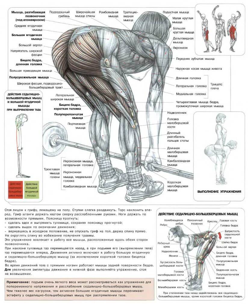 Становая тяга анатомия упражнений