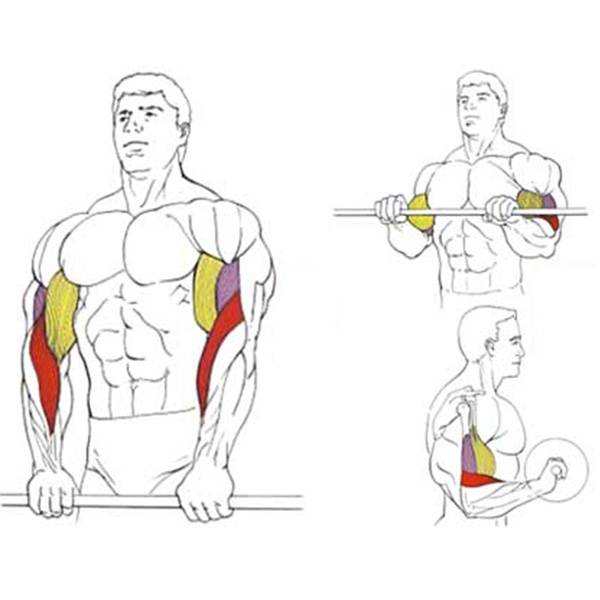 Поднятие на бицепс. Подъем штанги на бицепс стоя обратным хватом. Подъем штанги на бицепс обратным хватом. Подъем на бицепс обратным хватом ez-гриф. Сгибание рук со штангой обратным хватом.