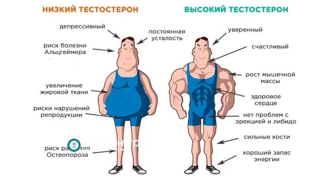 Тестостерон в картинках