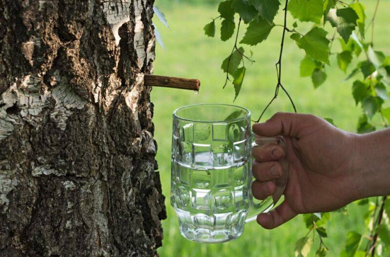 Брага из березового сока для самогона: лучшие рецепты в домашних условиях