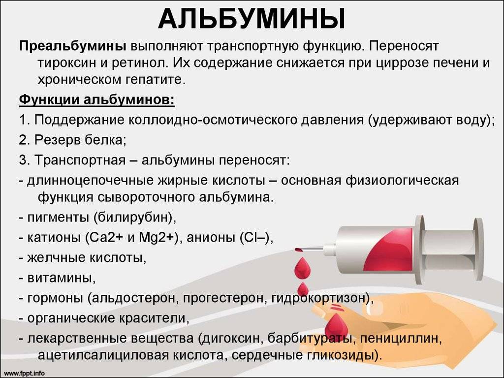 Почему бета-глобулины повышены в крови - здоровая кровь
