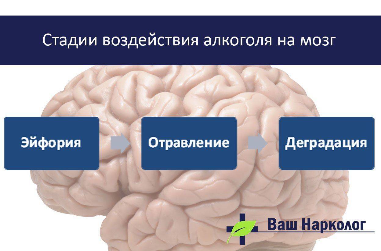 Стадии воздействия алкоголя на мозг человека
