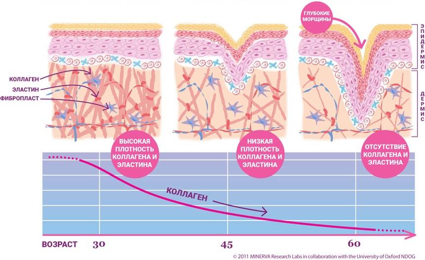 Коллаген: что это, польза, виды, преимущества для здоровья кожи, волос, суставов