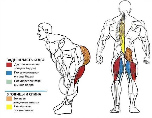 Какие мышцы работают при выполнении приседаний?