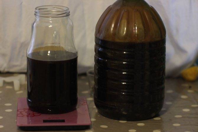 Пиво в домашних условиях - простые рецепты приготовления из концентрата, квасного сусла и с медом