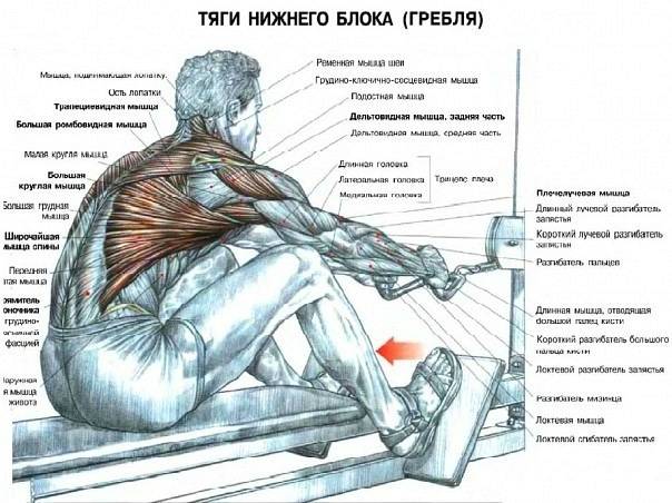 Тренировка спины