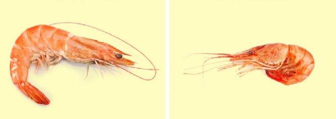 Кальмары: польза и вред для здоровья детей, женщин, мужчин