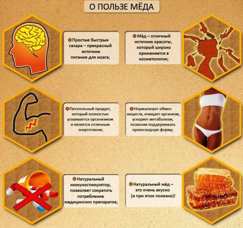 Сорта и виды мёда: названия, свойства, вкус и другие особенности