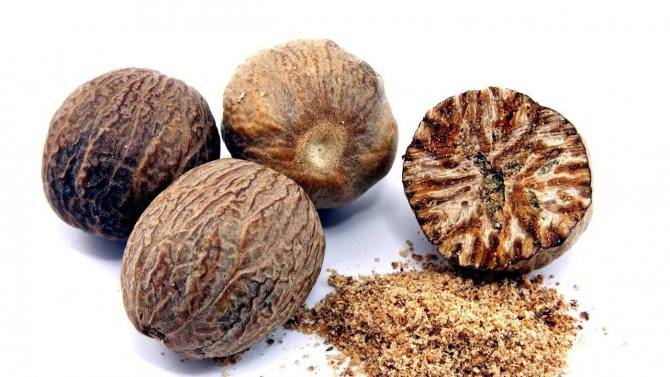 Мускатный орех: полезные свойства и противопоказания