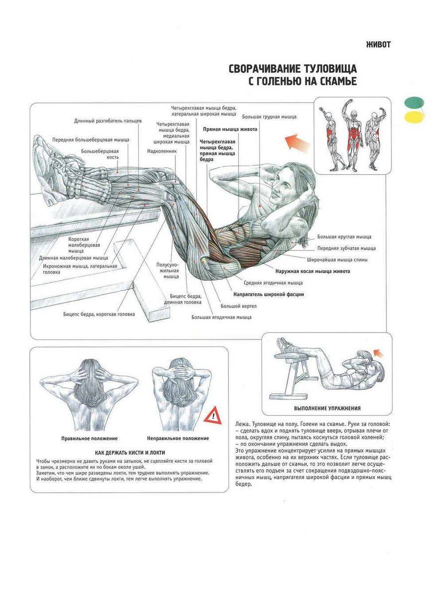 Как накачать пресс в домашних условиях до рельефных кубиков быстро: лучшие упражнения на верхние и нижние мышц живота