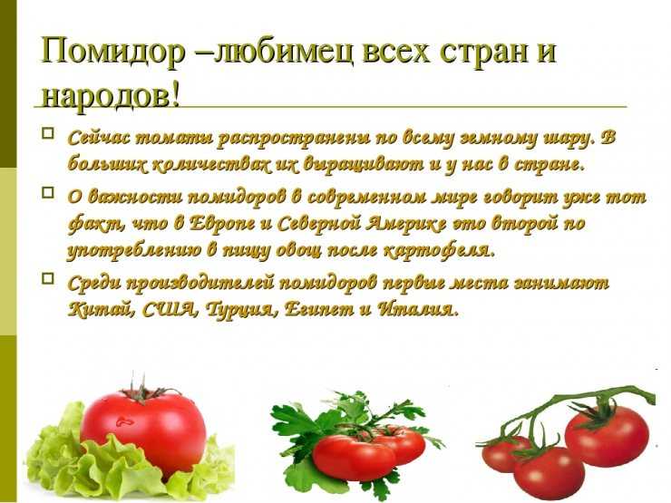Польза и вред помидоров для здоровья человека