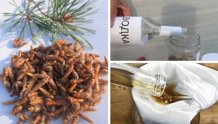 Настойка на сосновых шишках: 5 рецептов + свойства и применение