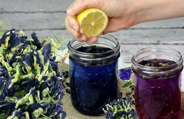 Чем полезен синий чай из таиланда