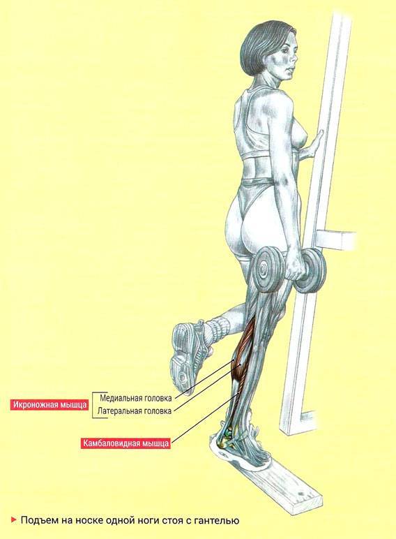 Подъем на носки стоя и сидя для икр: техника с гантелями, со штангой, в тренажере и в смите