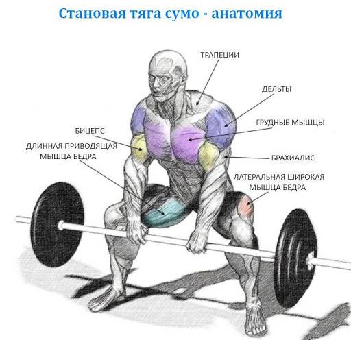 Становая тяга сумо: техника выполнения, какие мышцы работают