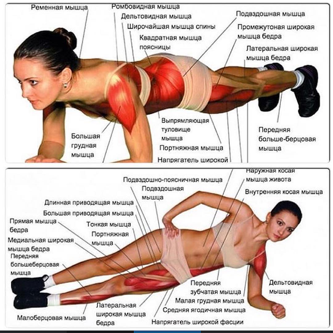 Мышцы задействованные в планке