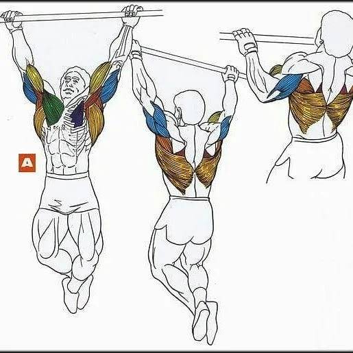 Горизонтальные подтягивания: техника выполнения, какие мышцы работают