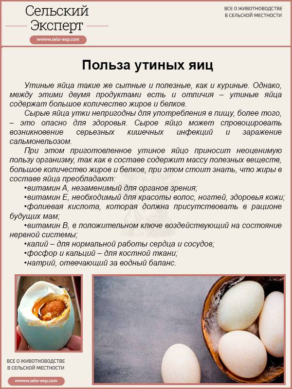 Польза перепелиных яиц для организма в сыром и вареном виде