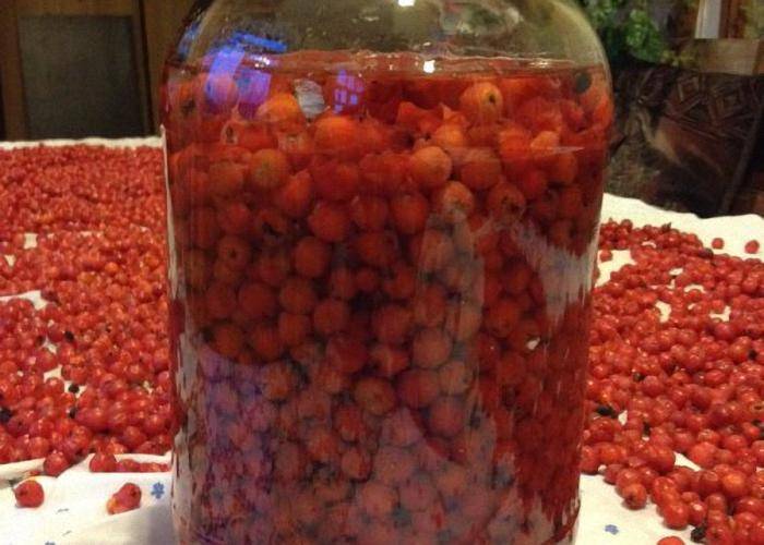 Рябиновая настойка на самогоне - рецепты, свойства, советы
