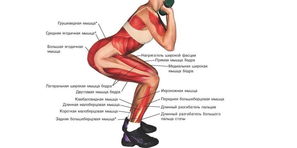 Я использую мускулы для доминирования. Приседания мышцы задействованы. Приседания плие мышцы задействованы. Мышцы задействованные при приседании. Приседания какая группа мышц работает.