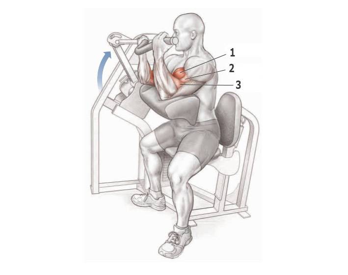 Сгибание рук на скамье скотта
