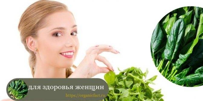 Шпинат — польза и вред для здоровья, свойства и противопоказания