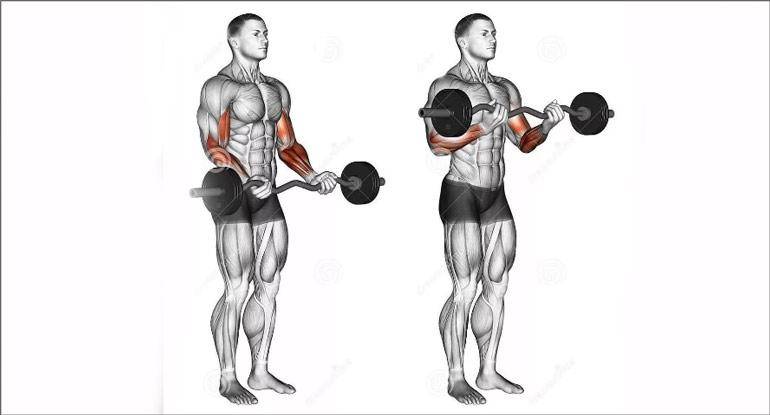 Подъёмы штанги на бицепс стоя или сидя: какие варианты лучше для тренировок
