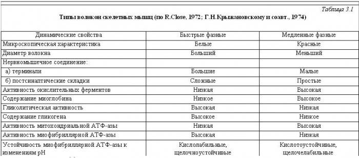 Тест на мышечные волокна. каких волокон больше в ваших мышцах?