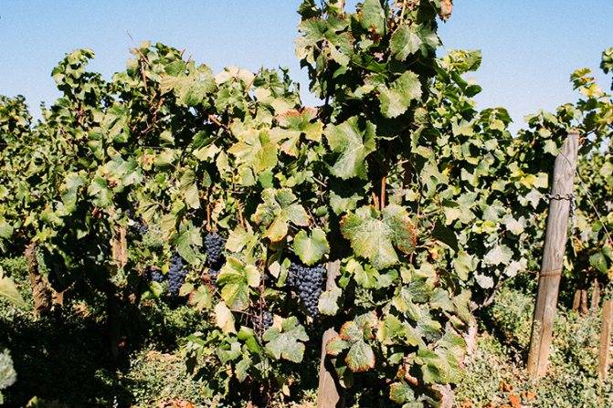 Виноделие в бургундии – области производства вина и местные сорта винограда