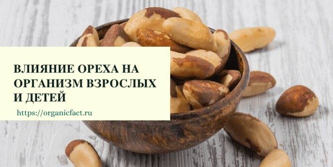Польза и вред бразильского ореха для здоровья человека, безопасная дозировка, сферы использования