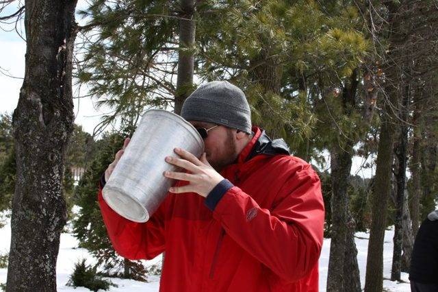 Кленовый сок: польза и вред, когда собирать, заготовка | zaslonovgrad.ru