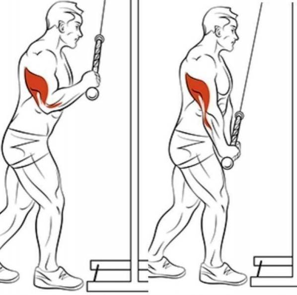Сгибание и разгибание рук в упоре лежа: описание и техника выполнения