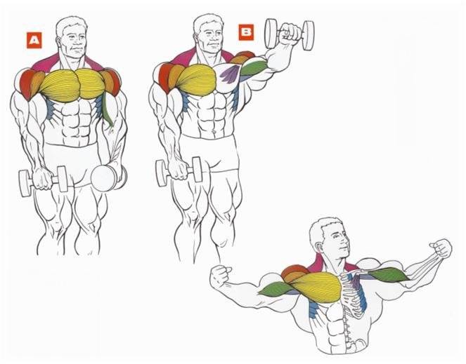 Как накачать руки и пресс: 15 мощных упражнений в домашних условиях