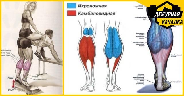 Упражнение "ослик" для прокачки икроножных мышц