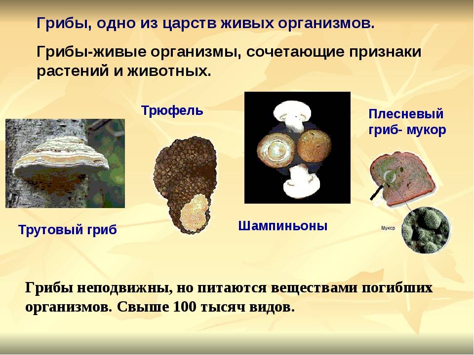Почему грибы живые организмы