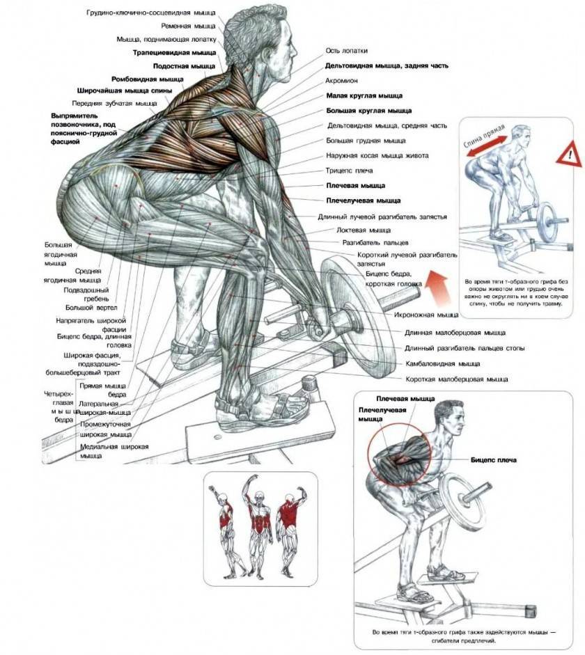 Упражнения на спину анатомия силовых упражнений