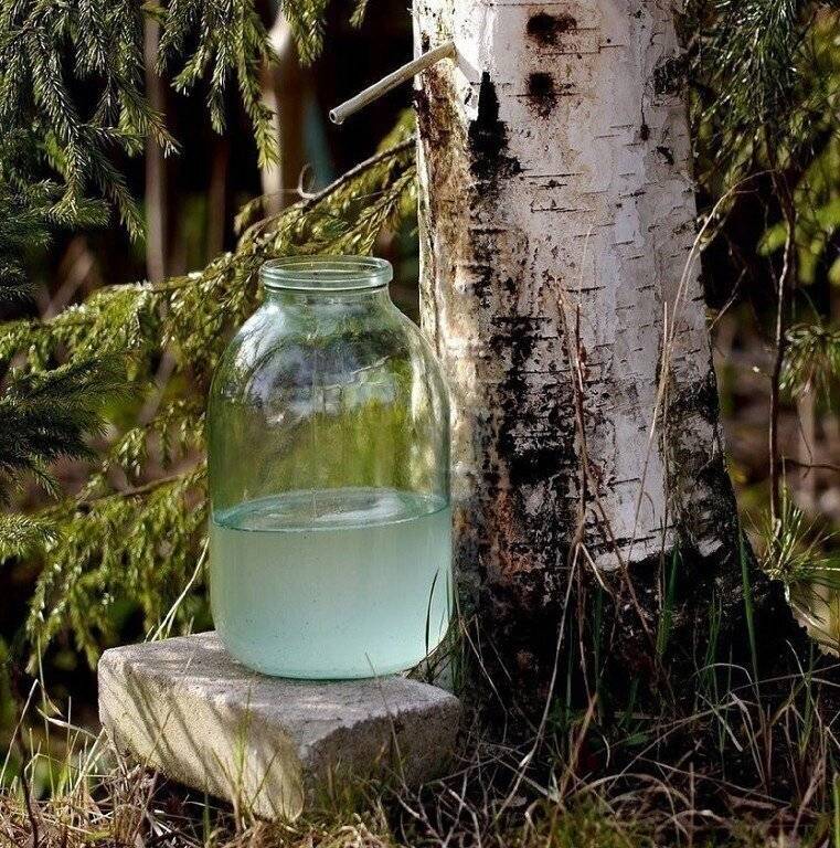 Домашнее вино из березового сока