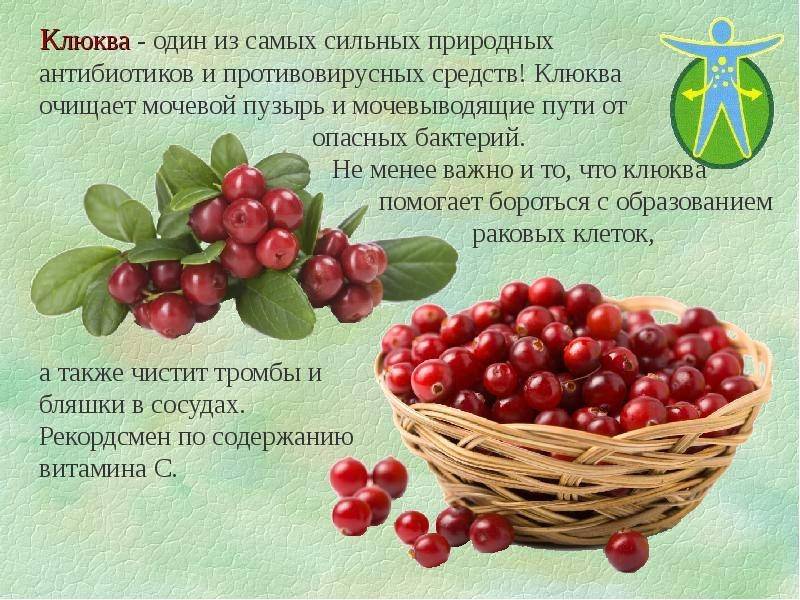Ягоды брусники: полезные свойства и противопоказания, лечебные качества, польза и вред для организма