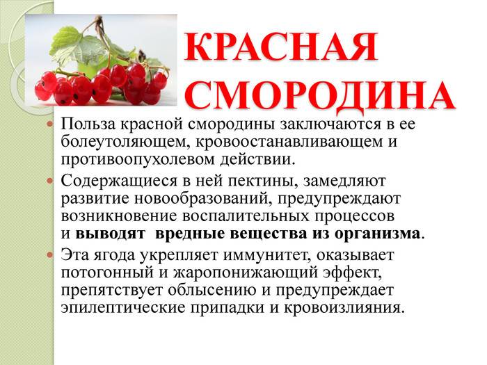 В чем польза черной смородины для здоровья и ее вред?
