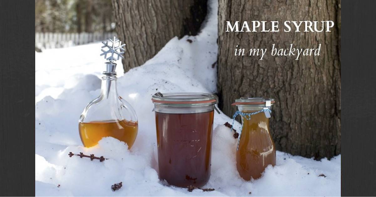 Из чего делают кленовый сироп? польза и вред продукта – женские вопросы