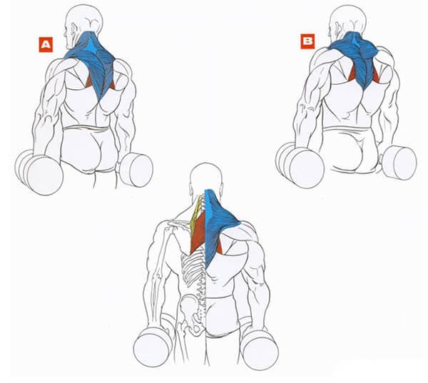 Шраги с гантелями: техника выполнения упражнения, какие мышцы работают