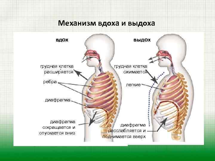 Как правильно дышать для улучшения здоровья