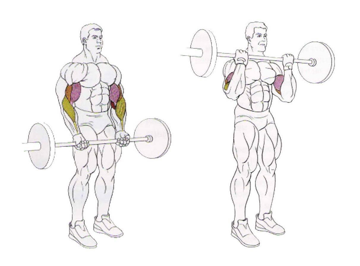 Подъем прямой штанги на бицепс стоя