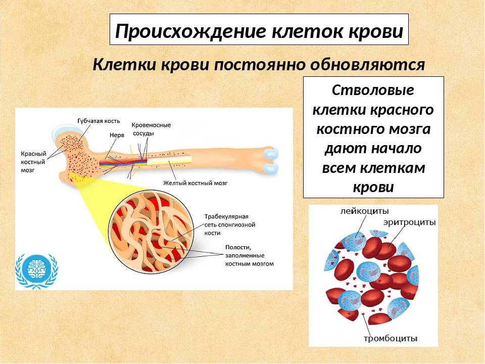 Заполнена красным костным мозгом. Красный костный мозг и желтый костный мозг. Кроветворная функция костного мозга. Строение костного мозга. Желтый костный мозг функции.