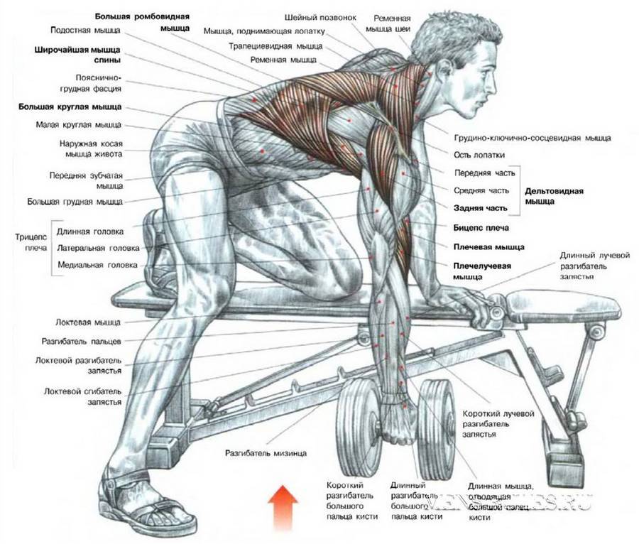 Какие мышцы как качать в картинках
