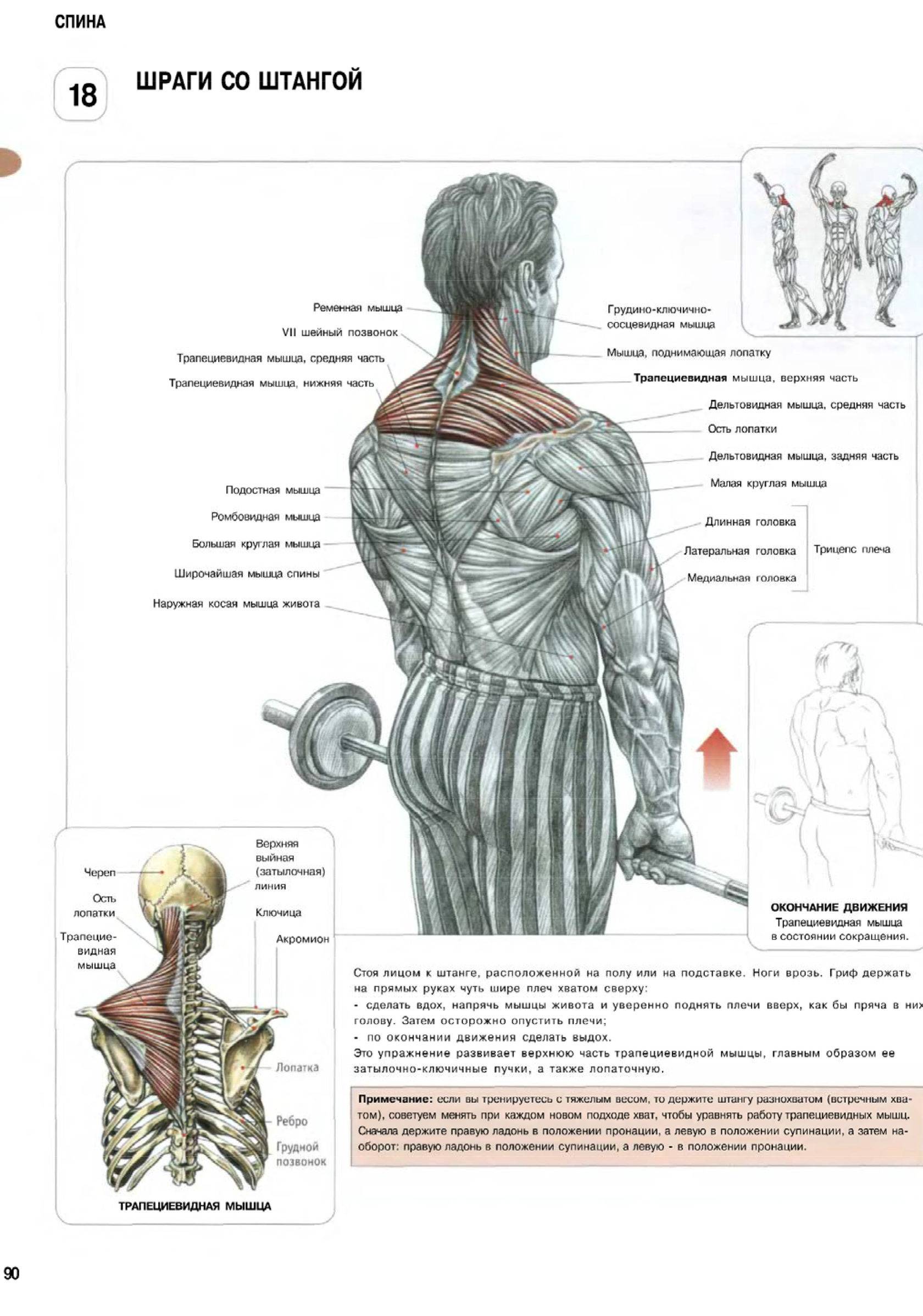 Шраги с гантелями: техника выполнения упражнения, какие мышцы работают
